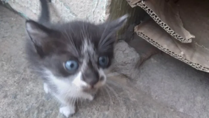 Gato ra a indefinida idade Abaixo de 2 meses nome Noite