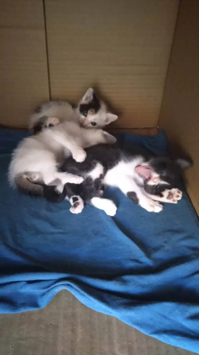 Gato ra a indefinida idade Abaixo de 2 meses nome Noite