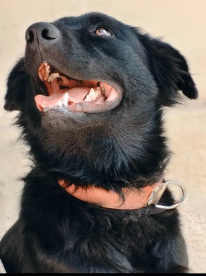 Cachorro raça Labrador com pastor belga  idade 5 anos nome Lescy