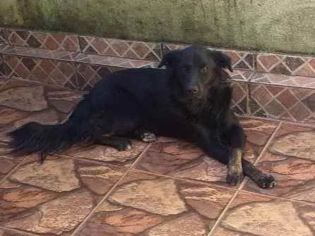 Cachorro raça Labrador com pastor belga  idade 5 anos nome Lescy