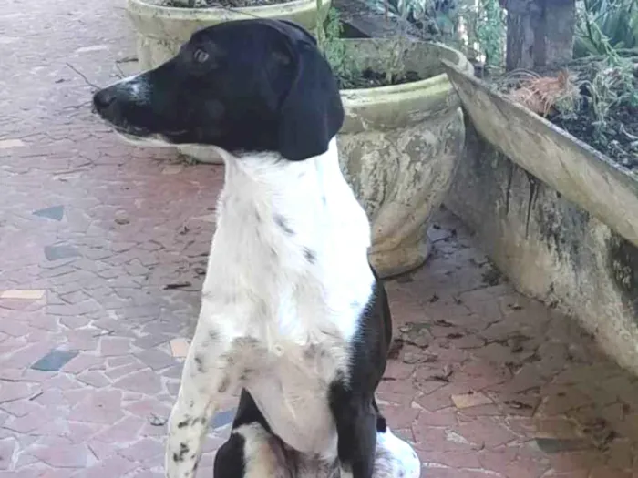 Cachorro ra a vira lata idade 4 anos nome Isis