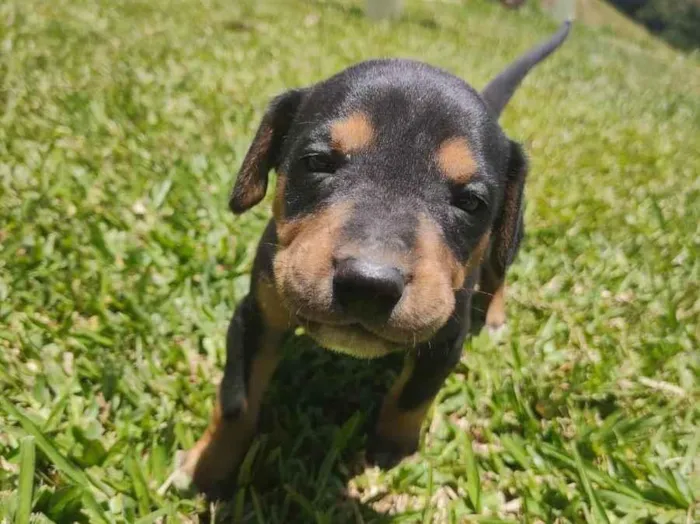 Cachorro ra a Vira Lata idade Abaixo de 2 meses nome Sem Nome