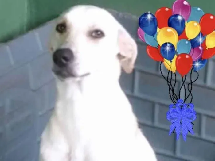 Cachorro ra a Srd idade  nome Ana Bella