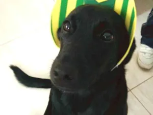 Cachorro raça SRD idade 3 anos nome Léia