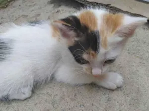 Gato raça indefinida idade Abaixo de 2 meses nome Noite