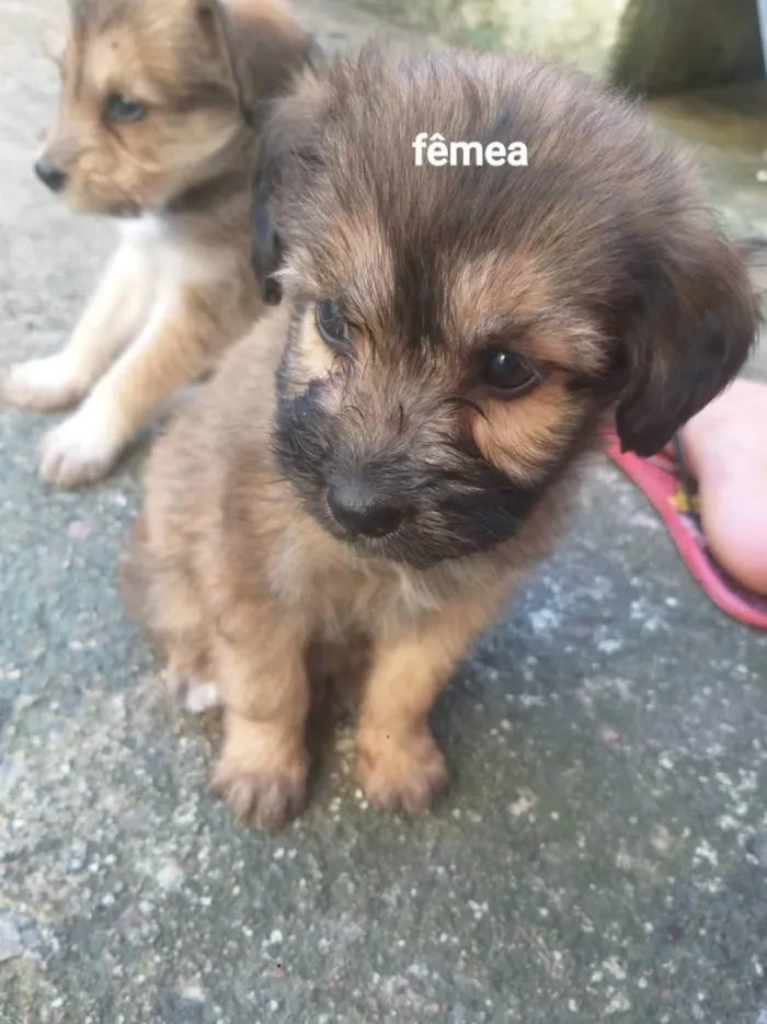 Cachorro ra a Mestiço vira lata idade Abaixo de 2 meses nome Sem nome 