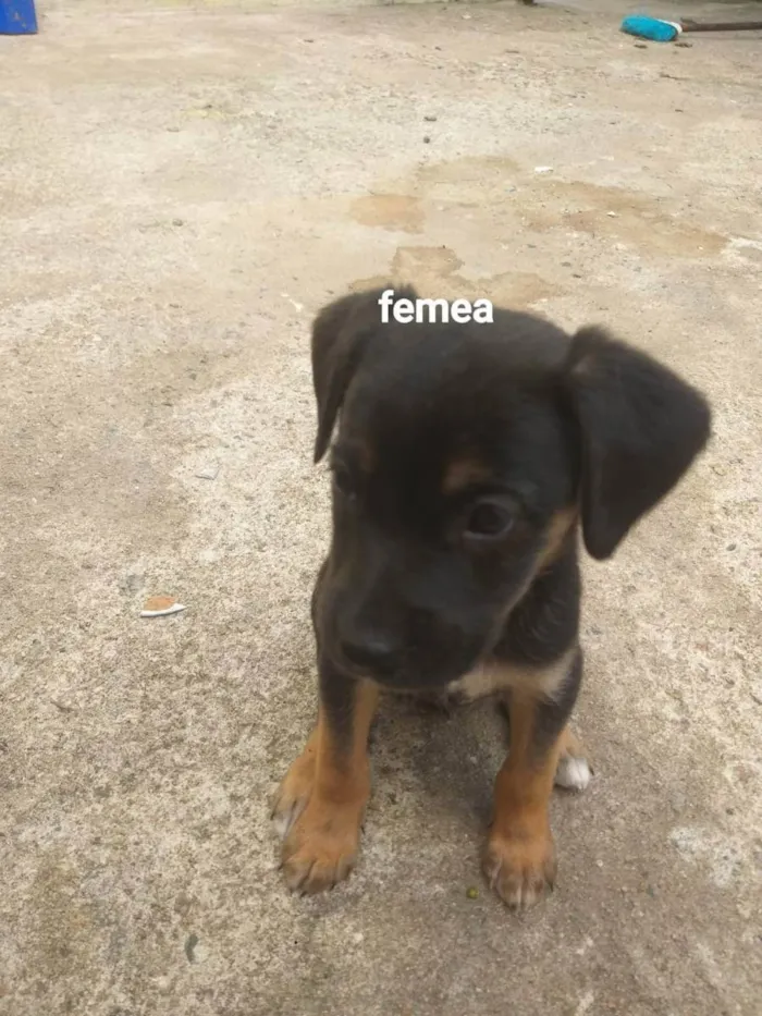 Cachorro ra a Mestiço vira lata idade Abaixo de 2 meses nome Sem nome 