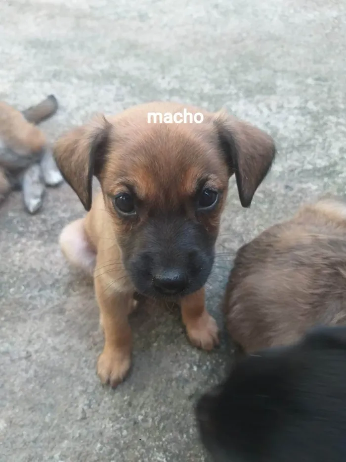 Cachorro ra a Mestiço vira lata idade Abaixo de 2 meses nome Sem nome 