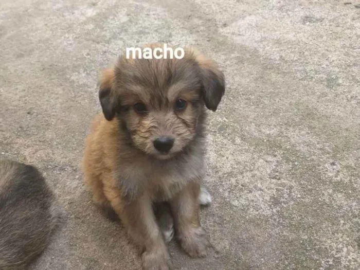 Cachorro ra a Mestiço vira lata idade Abaixo de 2 meses nome Sem nome 