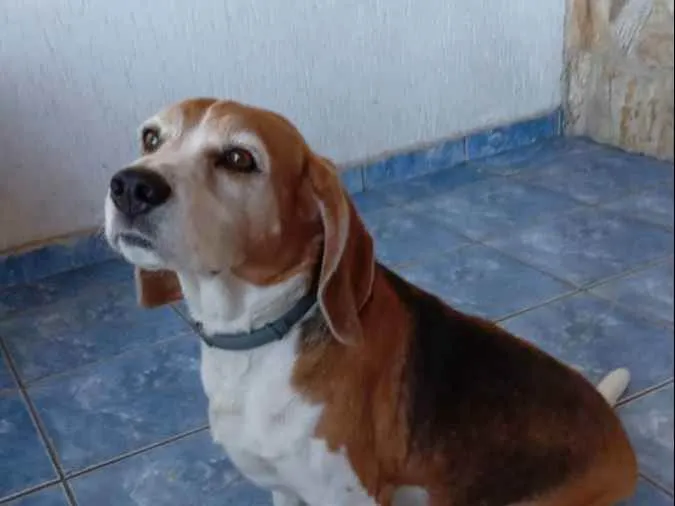 Cachorro raça Beagle idade 6 ou mais anos nome Thor