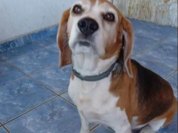 Cachorro raça Beagle idade 6 ou mais anos nome Thor