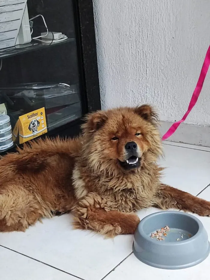 Cachorro ra a Chow Chow  idade  nome Não sei 