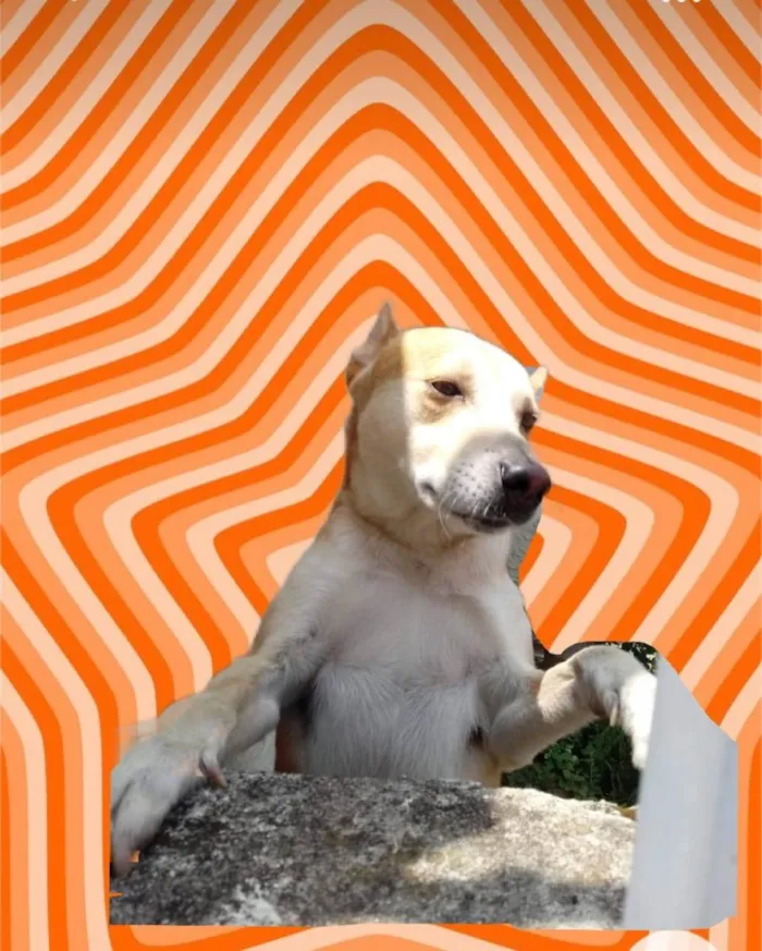 Cachorro raça Srd idade 1 ano nome Trovão bonzinho 