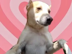 Cachorro raça Srd idade 1 ano nome Trovão bonzinho 