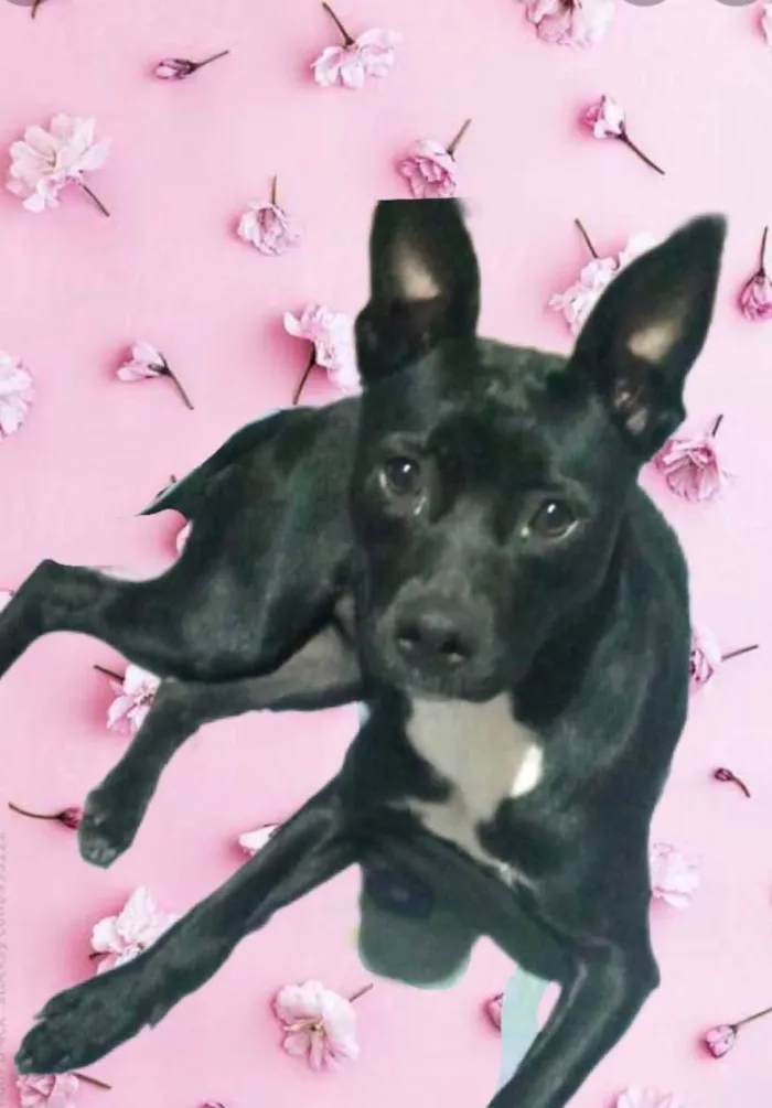 Cachorro raça Srd idade 7 a 11 meses nome Alina bb10meses 