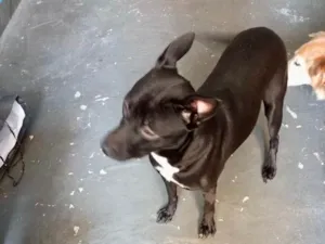 Cachorro raça Srd idade 7 a 11 meses nome Alina bb10meses 
