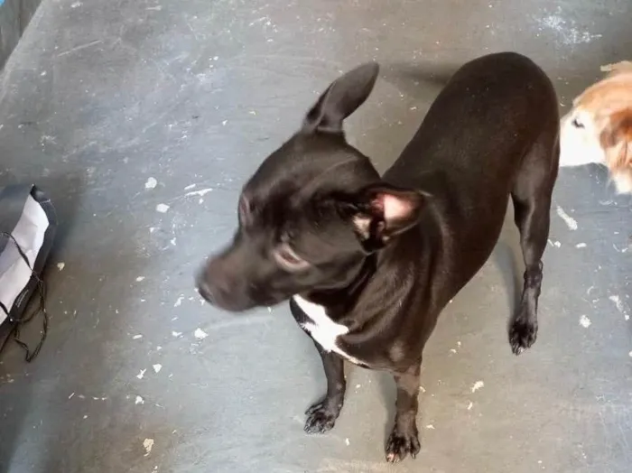 Cachorro raça Srd idade 7 a 11 meses nome Alina bb10meses 