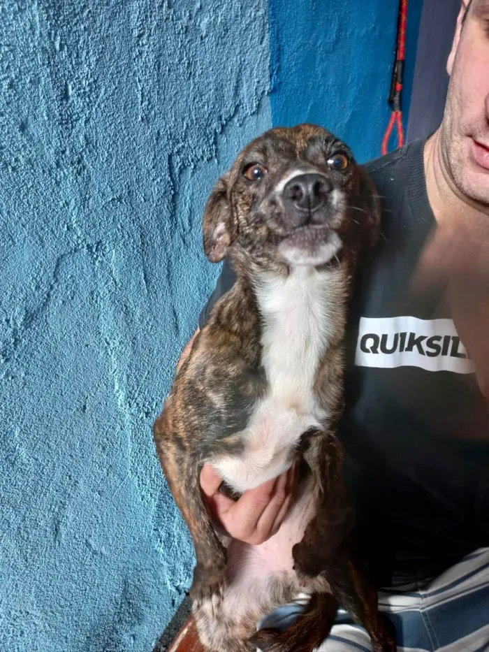 Cachorro raça Pinscher com srd idade 7 a 11 meses nome Moly porteP Linda 