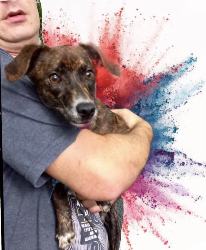 Cachorro raça Pinscher com srd idade 7 a 11 meses nome Moly porteP Linda 