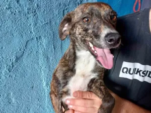 Cachorro raça Pinscher com srd idade 7 a 11 meses nome Moly porteP Linda 