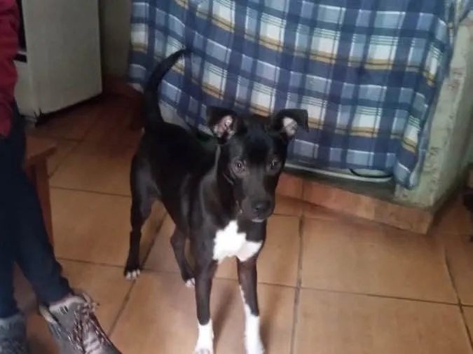 Cachorro raça Srd idade 7 a 11 meses nome Leo bb9meses