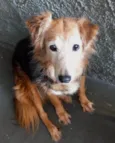 Cachorro raça Srd idade 4 anos nome Meg Linda 