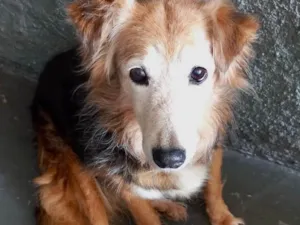 Cachorro raça Srd idade 4 anos nome Meg Linda 
