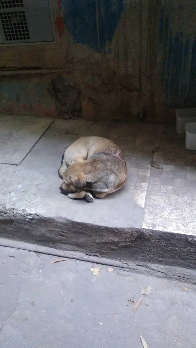 Cachorro ra a Não sei  idade 4 anos nome Nao sei 