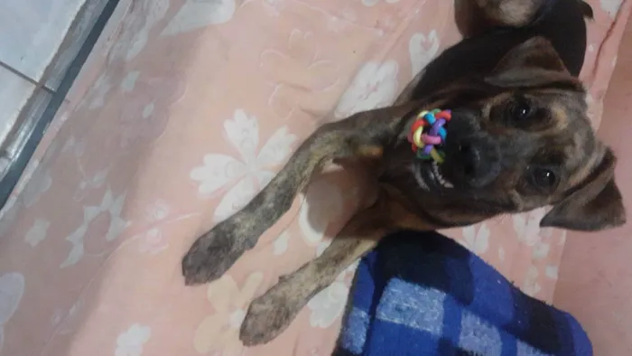 Cachorro ra a Boxer  idade 1 ano nome Kira 