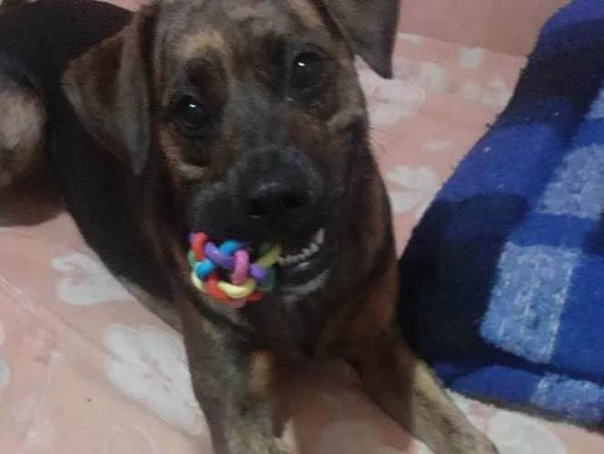 Cachorro ra a Boxer  idade 1 ano nome Kira 