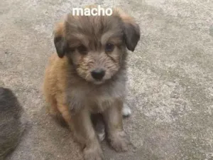 Cachorro raça Mestiço vira lata idade Abaixo de 2 meses nome Sem nome 