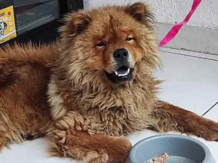 Cachorro ra a Chow Chow  idade  nome Não sei 