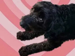 Cachorro raça Poodle  idade 1 ano nome Bob Poodle lindo 