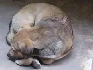 Cachorro ra a Não sei  idade 4 anos nome Nao sei 