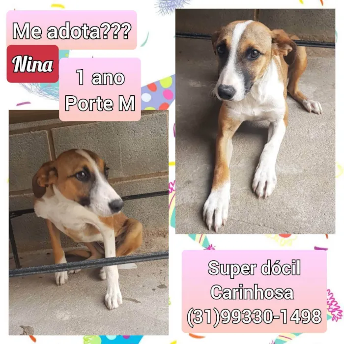 Cachorro raça SRD idade 1 ano nome Nina