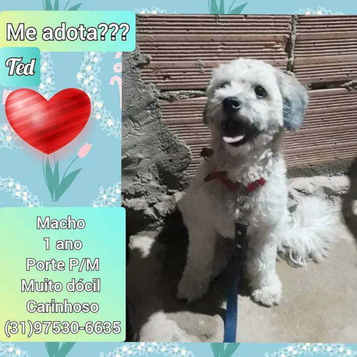 Cachorro raça SRD idade 1 ano nome Ted