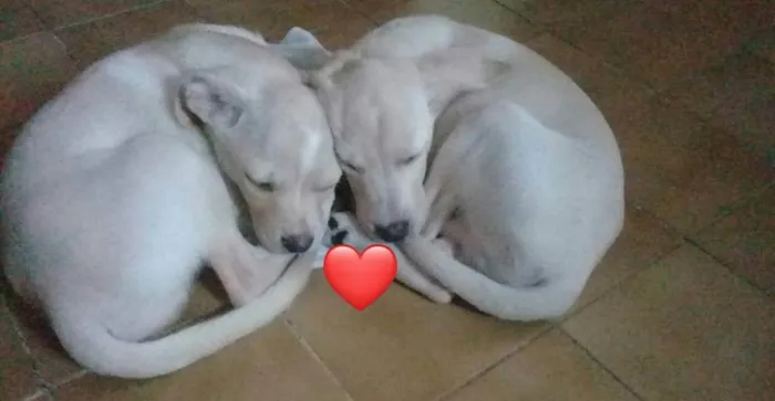 Cachorro ra a Labrado com vira lata idade 2 a 6 meses nome Sem nome 