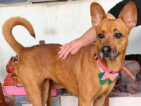 Cachorro raça Mix chow chow  idade 2 anos nome Saori