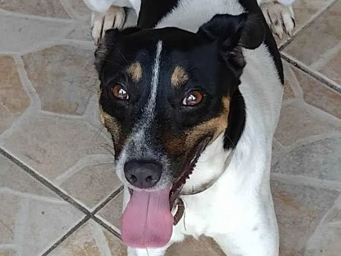 Cachorro ra a Viralata idade 4 anos nome Biscoito 