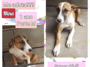 Cachorro raça SRD idade 1 ano nome Nina
