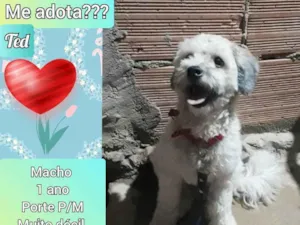 Cachorro raça SRD idade 1 ano nome Ted