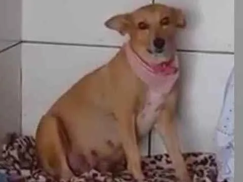 Cachorro ra a Vira lata  idade 6 ou mais anos nome Melissa