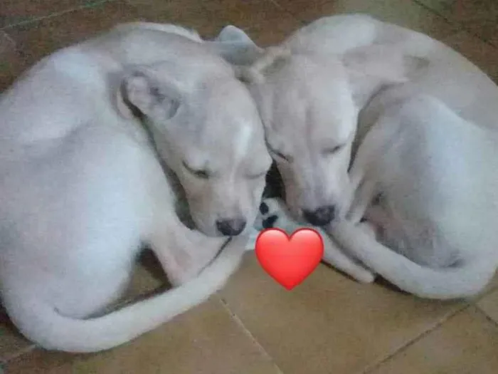 Cachorro ra a Labrado com vira lata idade 2 a 6 meses nome Sem nome 