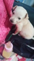 Cachorro raça Srd idade Abaixo de 2 meses nome Cora bebê 