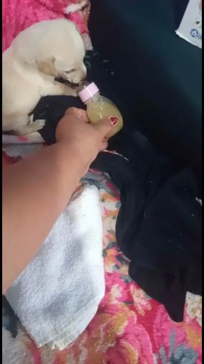 Cachorro raça Srd idade Abaixo de 2 meses nome Cora bebê 