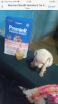 Cachorro raça Srd idade Abaixo de 2 meses nome Cora bebê 