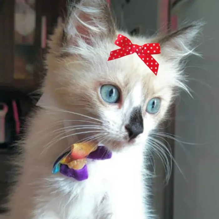 Gato ra a Mestiça  idade 2 a 6 meses nome Bia 
