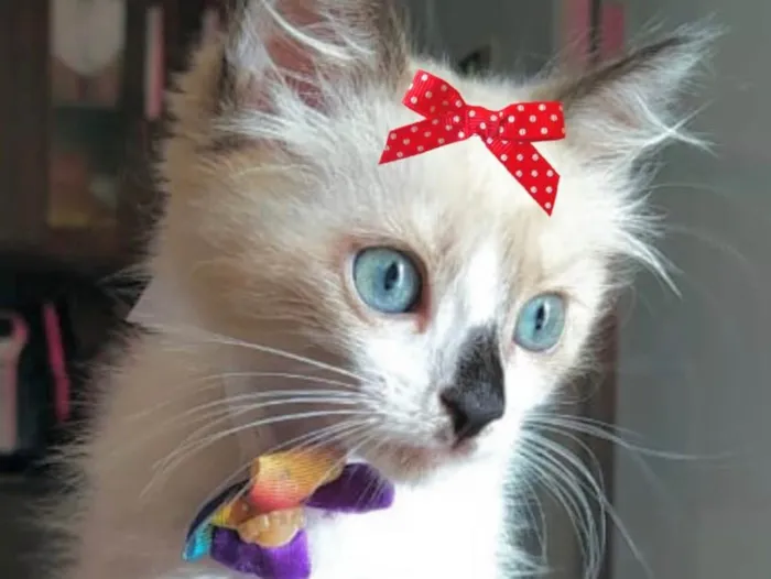 Gato ra a Mestiça  idade 2 a 6 meses nome Bia 
