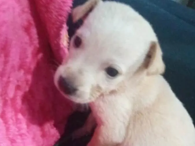 Cachorro raça Srd idade Abaixo de 2 meses nome Cora bebê 