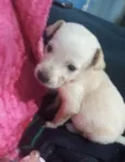Cachorro raça Srd idade Abaixo de 2 meses nome Cora bebê 